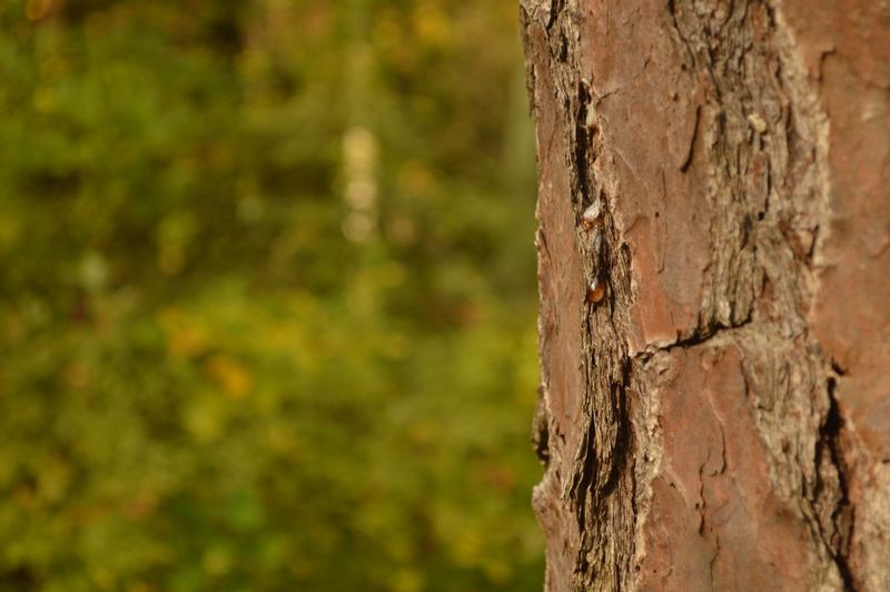 Pitch pine sap1.jpg