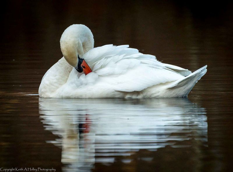 Preening Swan.jpg