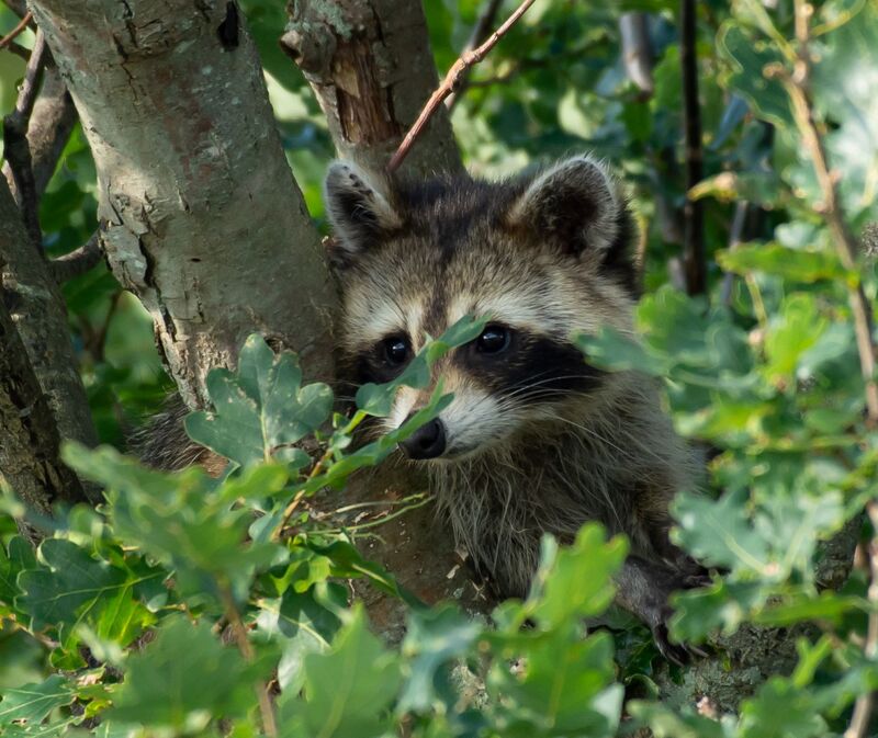 Raccoon young-1(1).jpg