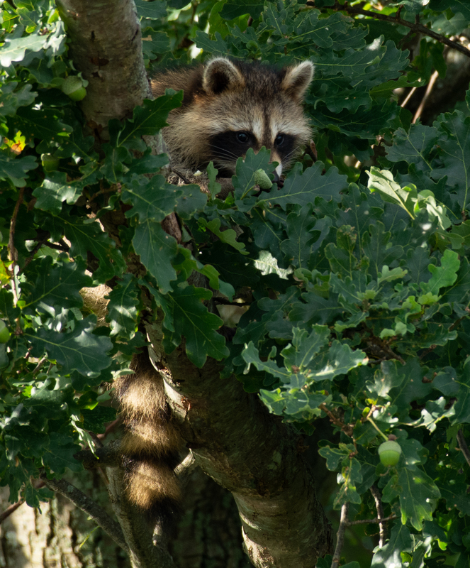 Raccoon-1.jpg
