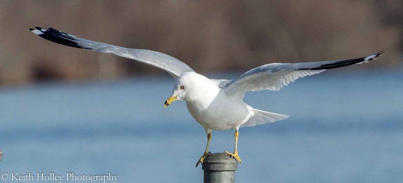 Ring Bill Gull.jpg