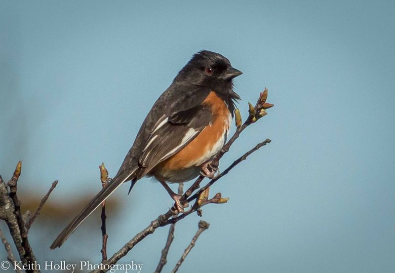 Rufus-Sided Towhee.jpg :: Fire Island National Seashore