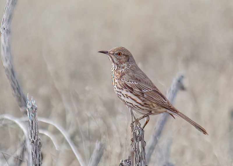 Sage Thrasher-1.jpg