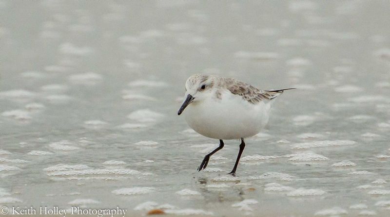 Sanderling strut.jpg