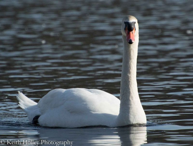 Staring Swan.jpg