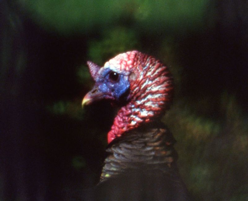 Turkey.jpg