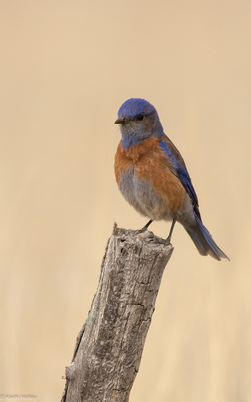 Western Bluebird-1.jpg