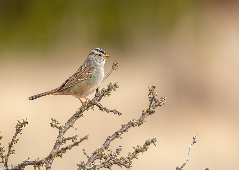 White Crowned Sparrow-1.jpg