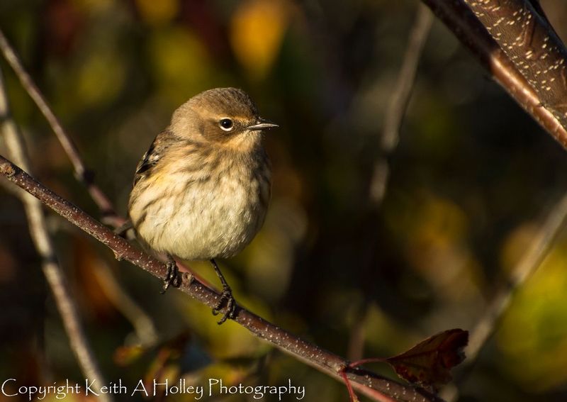 Yellowrump Warbler.jpg
