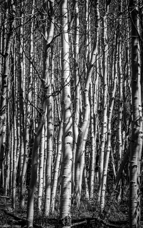 aspens-1.jpg