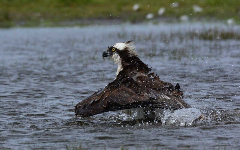 bathing osprey(1).jpg