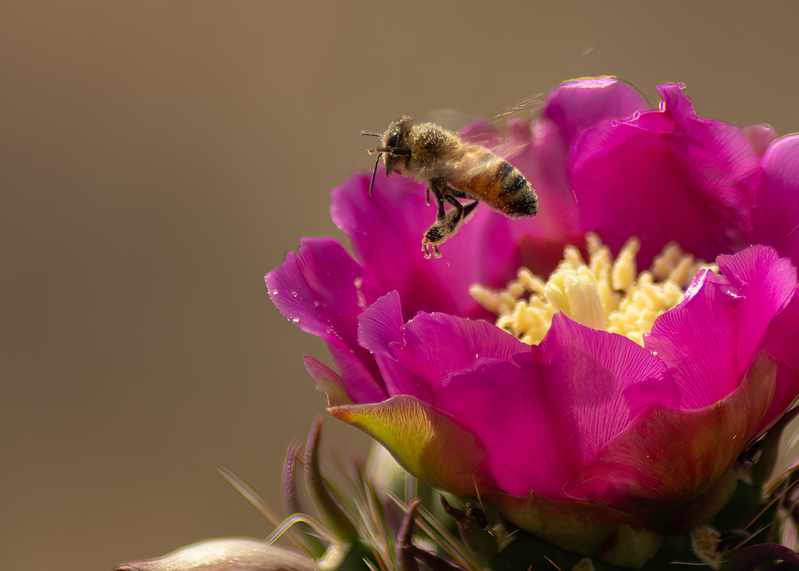 bee and claret cup-1.jpg