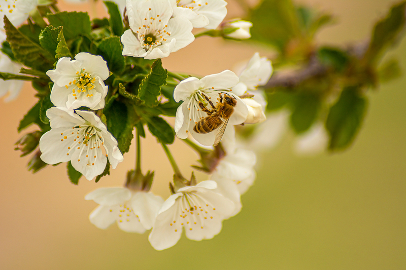 bee on cherry blossom-1.jpg
