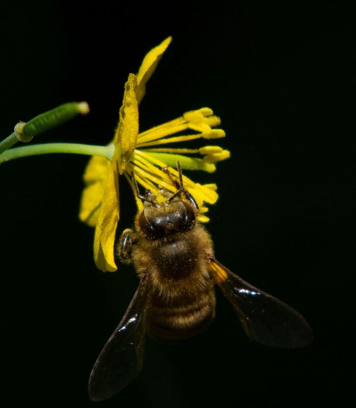 bee-1.jpg