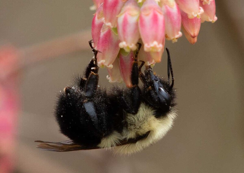 bumble bee.jpg