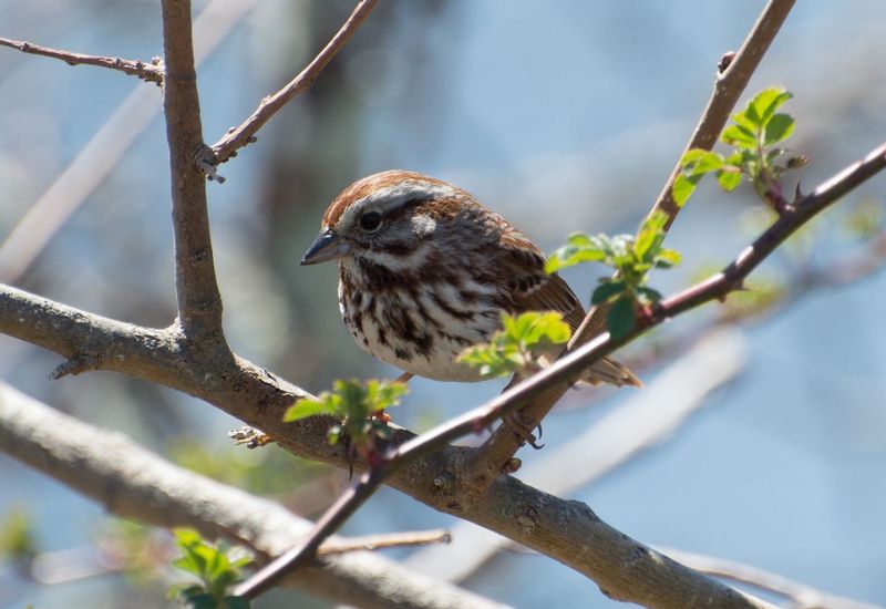 chipping Sparrow.jpg