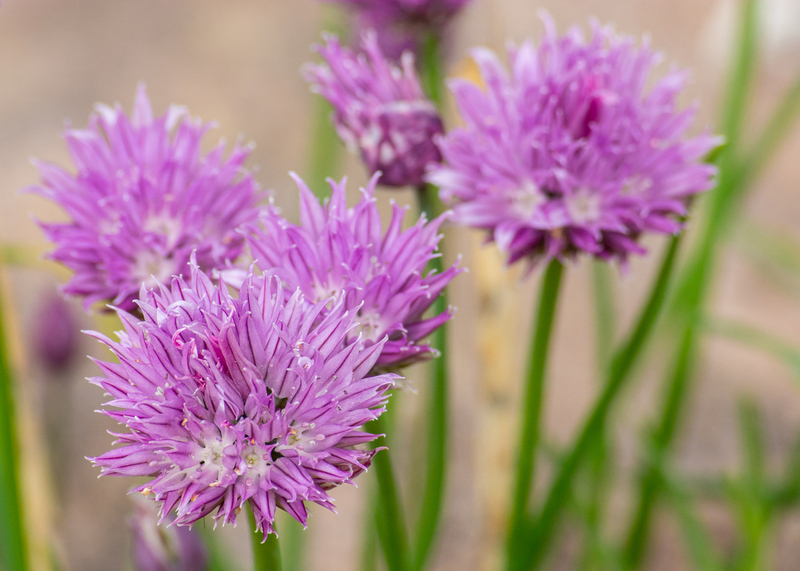 chives-1.jpg