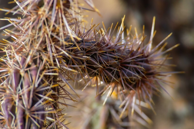 cholla cactus-1(1).jpg