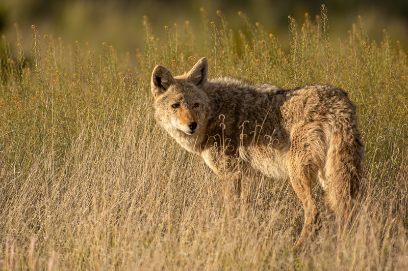 coyote-1.jpg