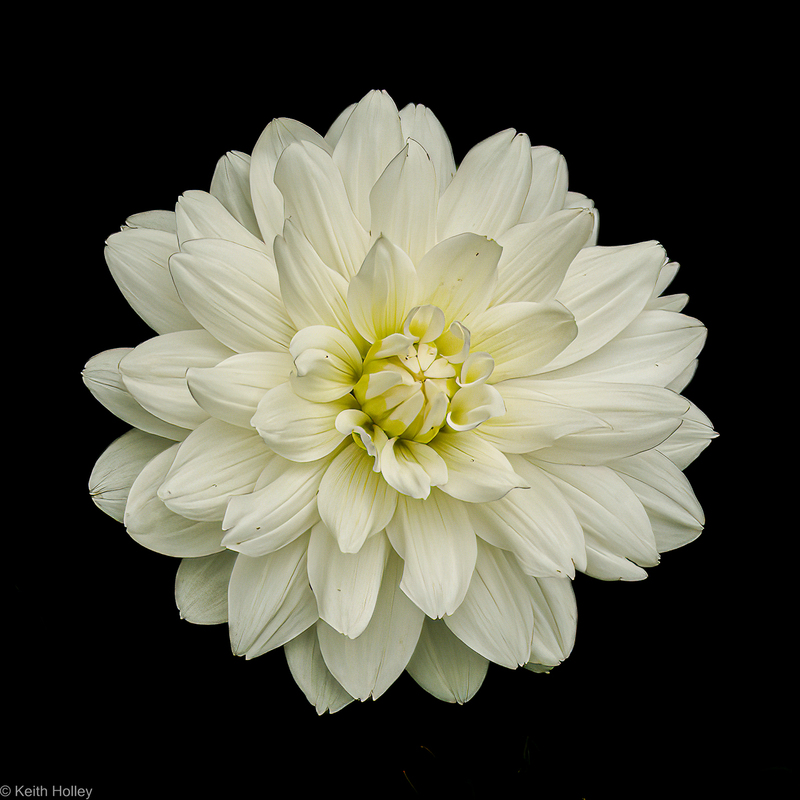 dalia-1.jpg