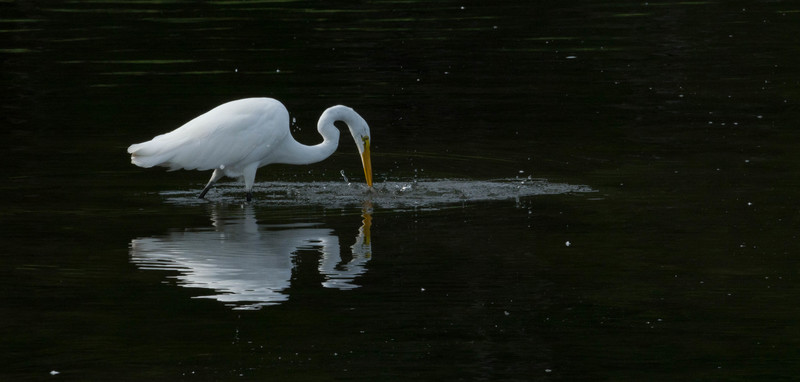 egret-1.jpg