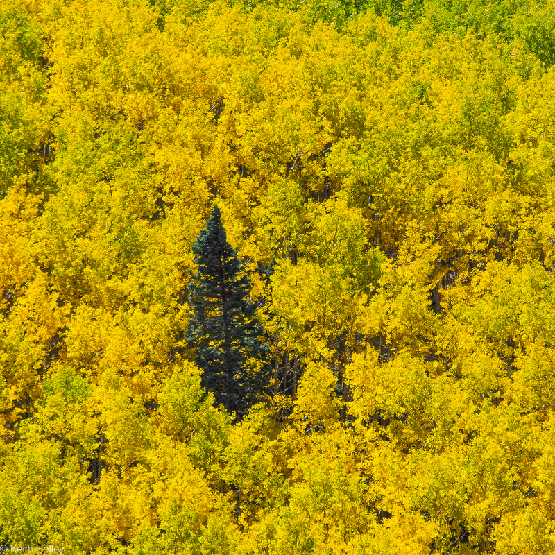 fall green and yellow-1.jpg