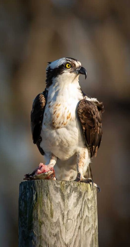 feeding osprey.jpg
