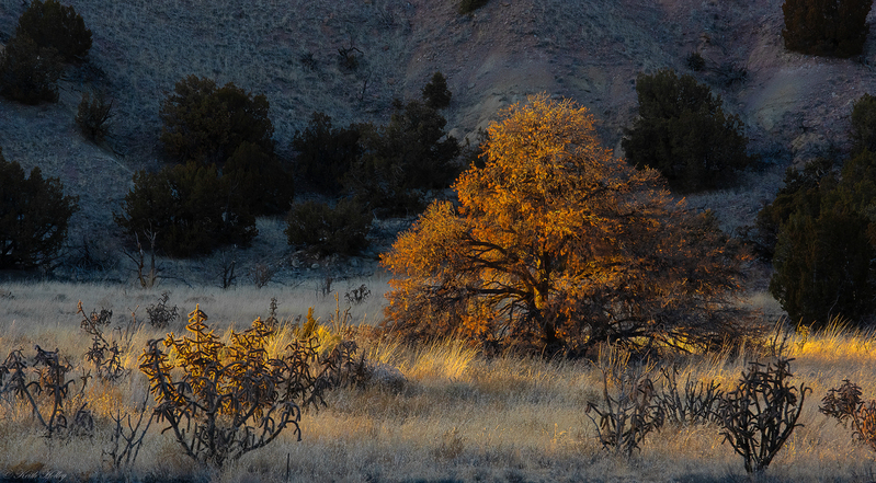galisteo basin tree-1.jpg