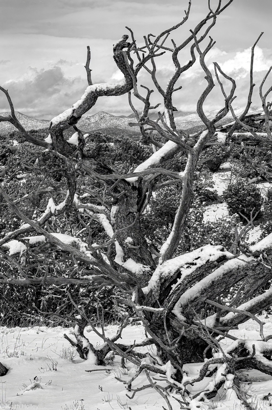 gnarled tree-1(1).jpg