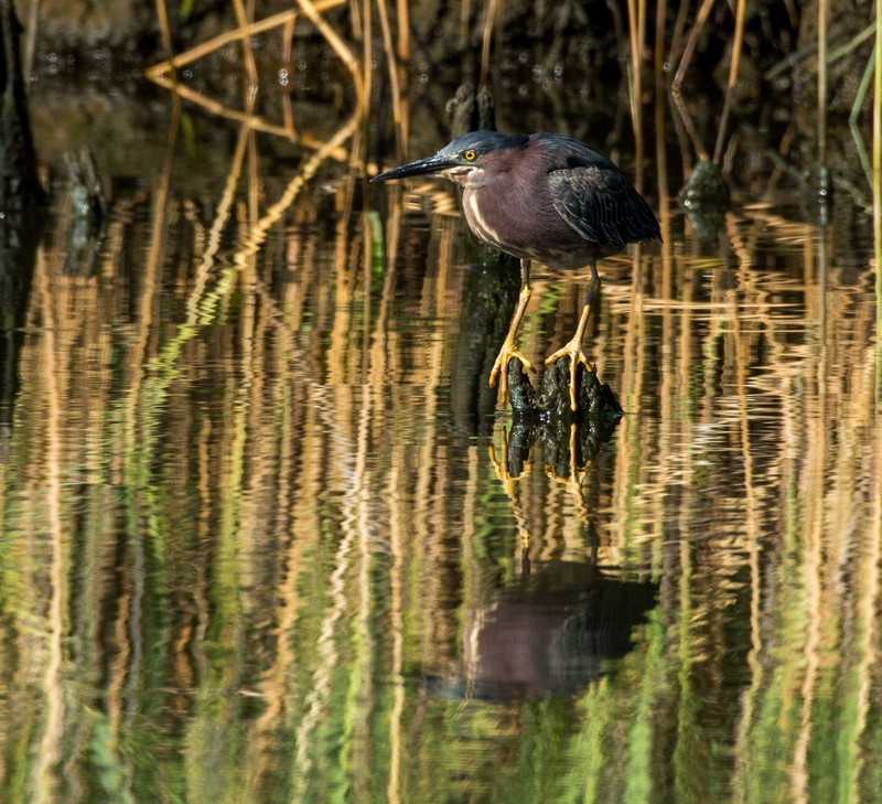 green heron mirror1-1.jpg