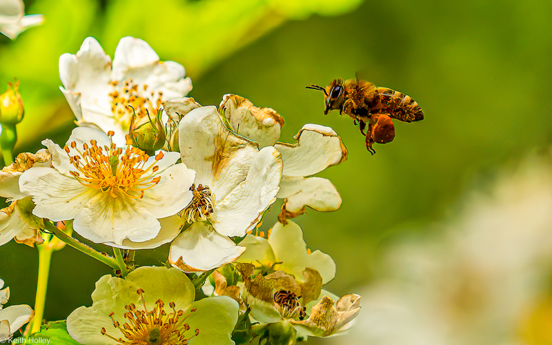 honey bee-1.jpg