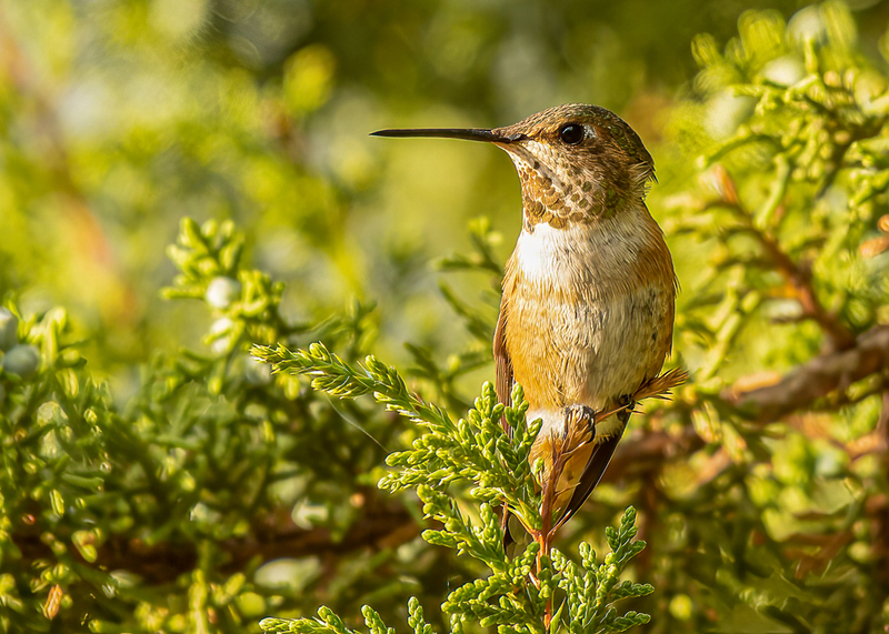 hummingbird-1.jpg