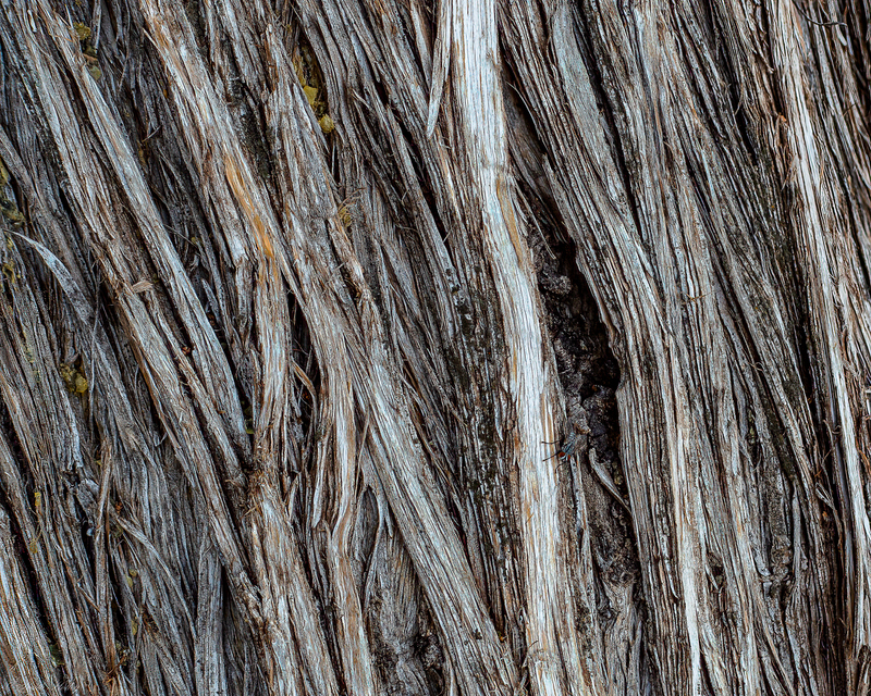 juniper bark-1(1).jpg