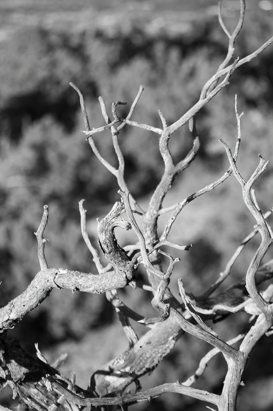 juniper branch knot-1.jpg