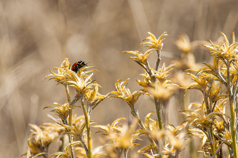 lady bug on chamisa-1.jpg