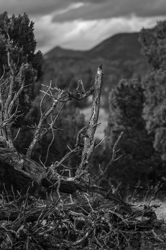 lone branch-1.jpg