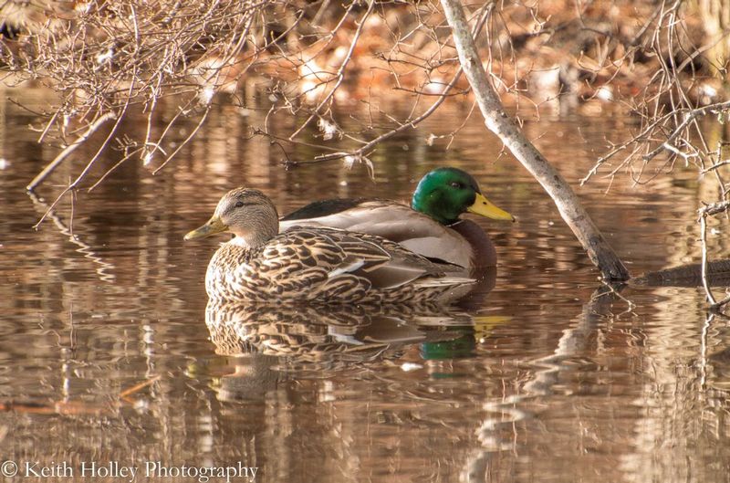 mallard partners.jpg