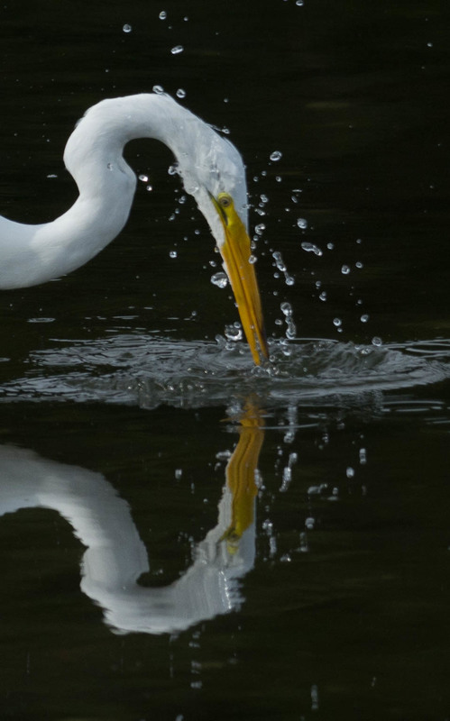 mirror mirror-1.jpg