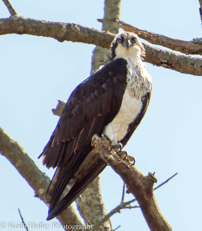osprey.jpg