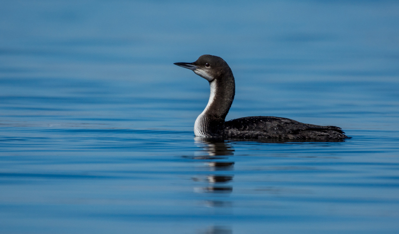 pacific loon-1(1).jpg