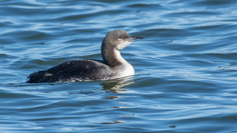 pacificloon-1(1).jpg