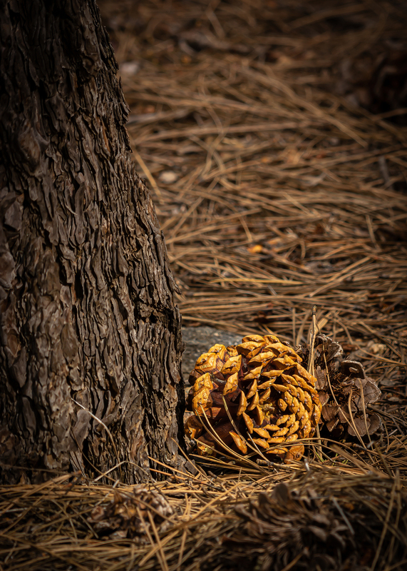 pinecone-1.jpg