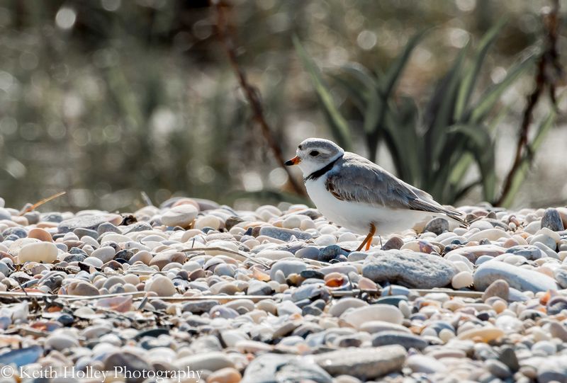 plover.jpg