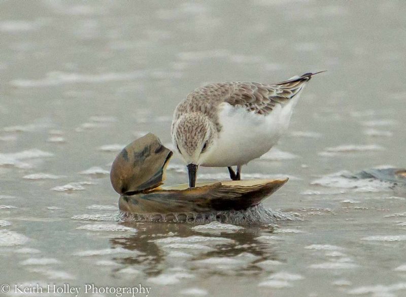 sanderling with clam.jpg