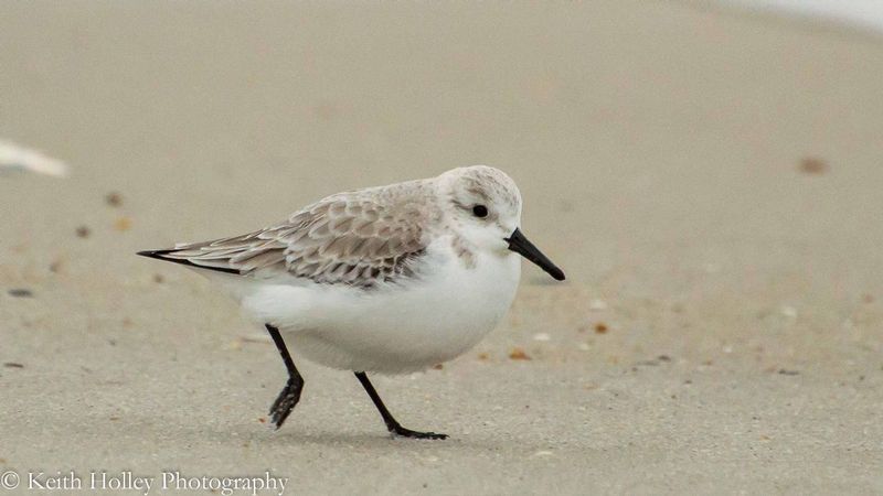 sanderling.jpg