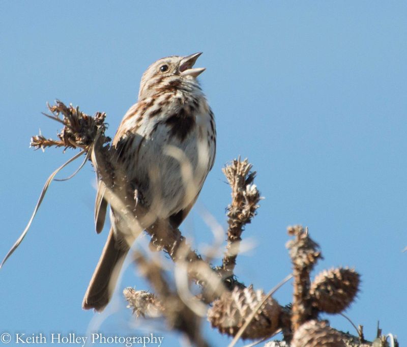 song sparrow.jpg