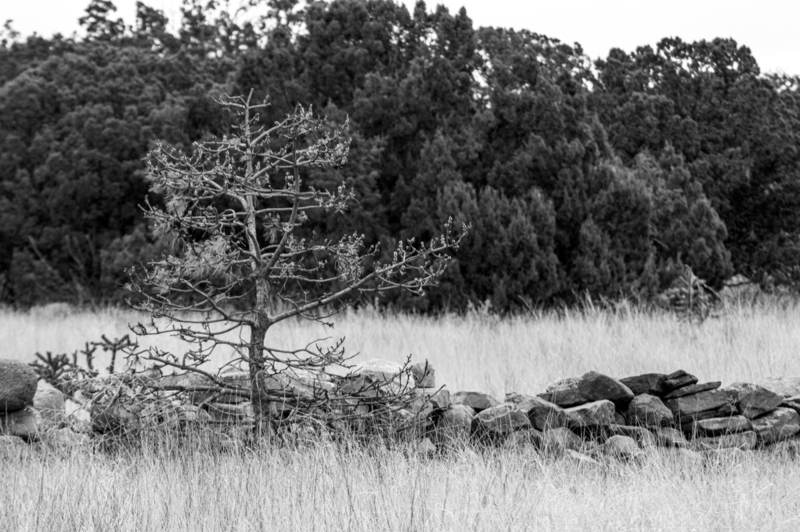 stone wall eldorado-1(1).jpg
