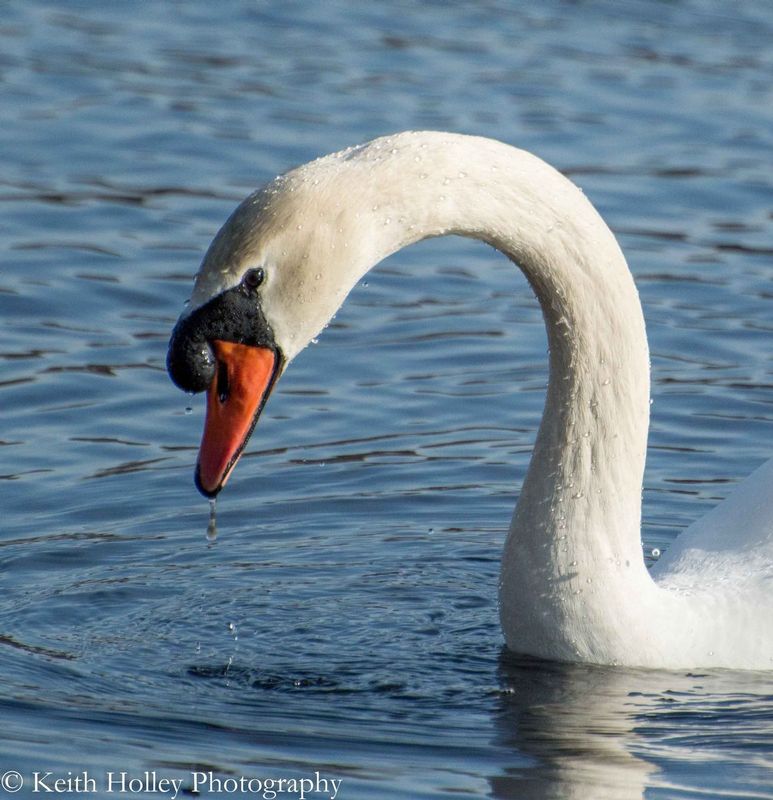 swan head.jpg