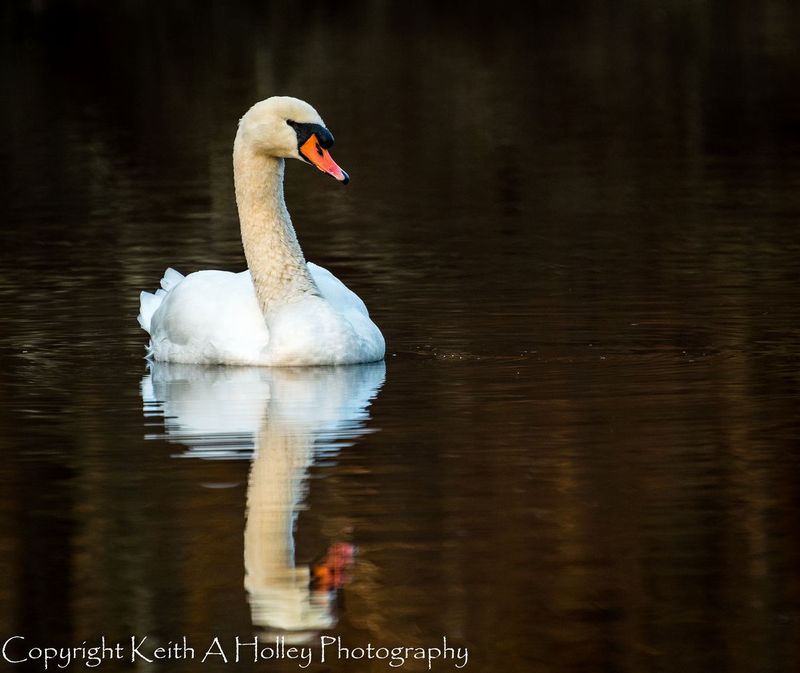 swan.jpg