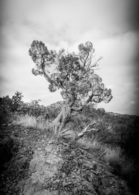 twisted tree-1.jpg